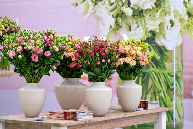 Sakata - Lisianthus series