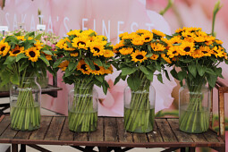 Sakata - Helianthus Vincent's&reg;