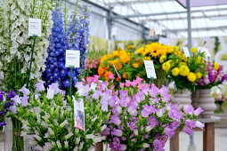 Sakata - Campanula Champion&reg;