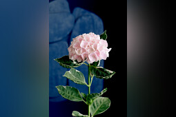 Hoko Breeding - Hoko Ankjong Character