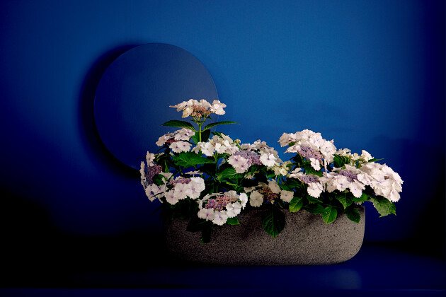 Hoko Breeding - Hoko Koria