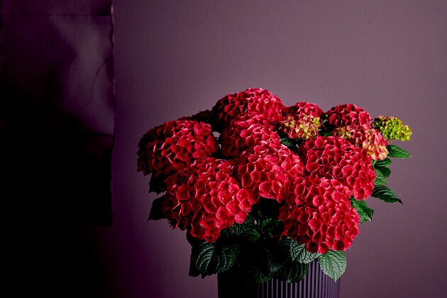 Hoko Breeding - Hoko Antares