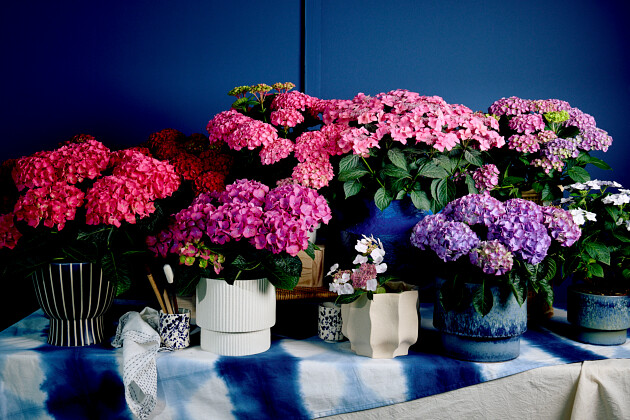 Hoko Breeding - Hoko assortment