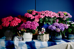 Hoko Breeding - Hoko assortment