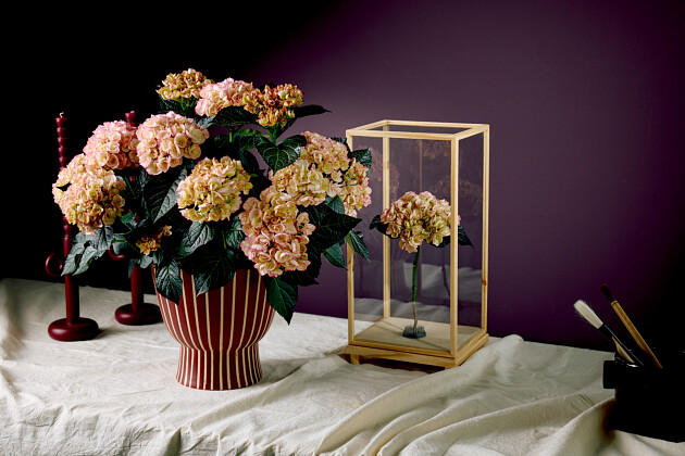 Hoko Breeding - Hoko Midnight Pearl