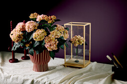 Hoko Breeding - Hoko Midnight Pearl