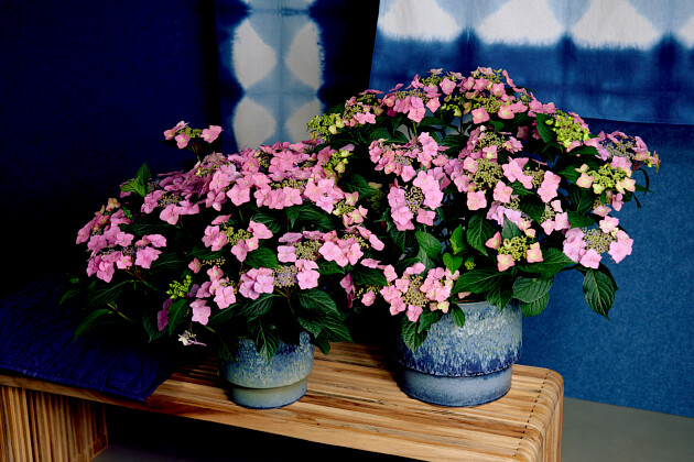 Hoko Breeding - Hoko Sirius