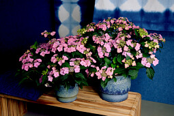 Hoko Breeding - Hoko Sirius