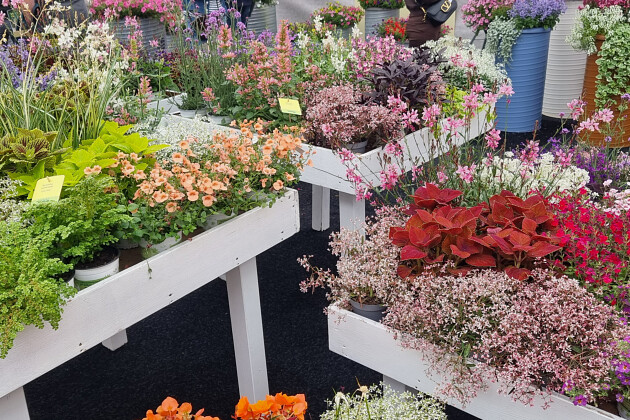 Kientzler Jungpflanzen - Lots to discover