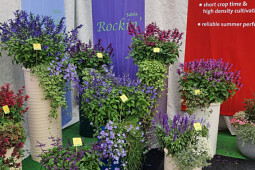 Kientzler Jungpflanzen - Salvi ROCKIN in combinations