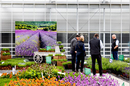 Syngenta Flowers - Seasonal Colours
