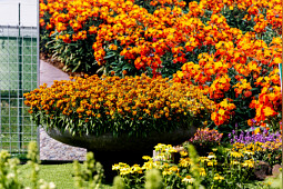 Syngenta Flowers - Erysistible Fire