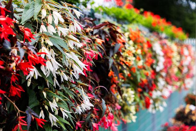 Syngenta Flowers - Begonia Bossa Nova