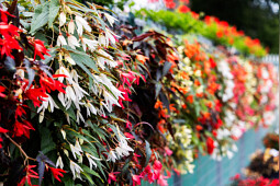 Syngenta Flowers - Begonia Bossa Nova