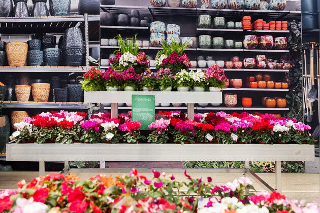 Syngenta Flowers - .