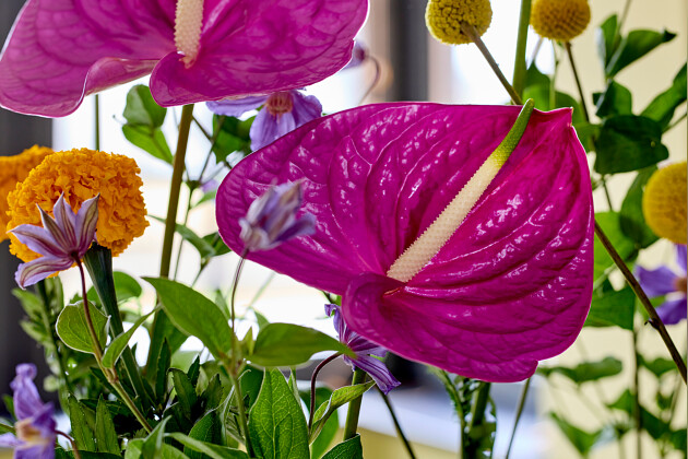 Anthura - Anthurium snijbloem Impreza