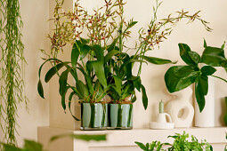 Anthura - Tarantula XL Bright