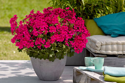 P. v.d Haak Handelskwekerij BV - Viletta Neon Rose