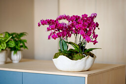 Anthura - Anthura Yucatan