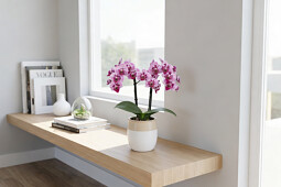 Anthura - Anthura Muna