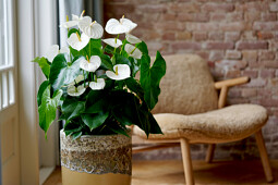 Anthura - Anthurium potplant Olinka