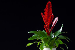 Anthura - Vriesea Style