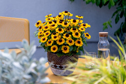 Vitroflora - Rudbeckia hirta Littlebeckia&trade; Moonwalk