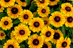 Vitroflora - Rudbeckia hirta Littlebeckia&trade; Moonwalk