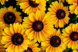 Vitroflora - Rudbeckia hirta Littlebeckia&trade; Moonwalk