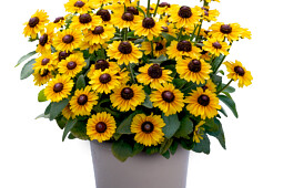 Vitroflora - Rudbeckia hirta Littlebeckia&trade; Moonwalk