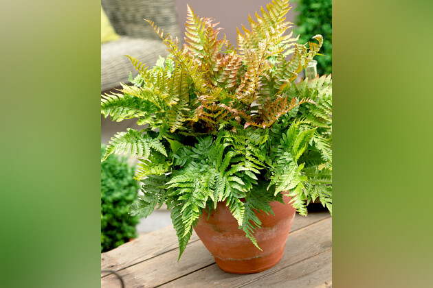 De Zonnebloem Jonge Planten BV - Dryopteris erythrosora