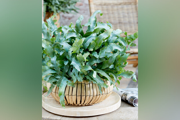 De Zonnebloem Jonge Planten BV - Phlebodium Blue Star