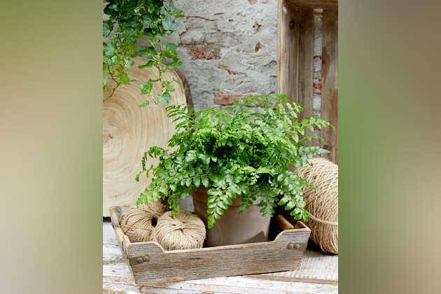 De Zonnebloem Jonge Planten BV - Asplenium parvatii