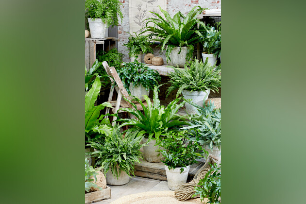 De Zonnebloem Jonge Planten BV