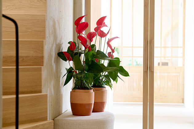 Anthurium Banderola®-Serie