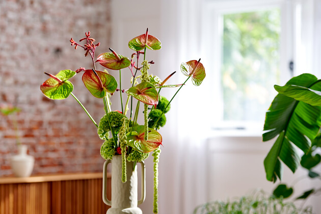 Anthurium snijbloem Fortezza®