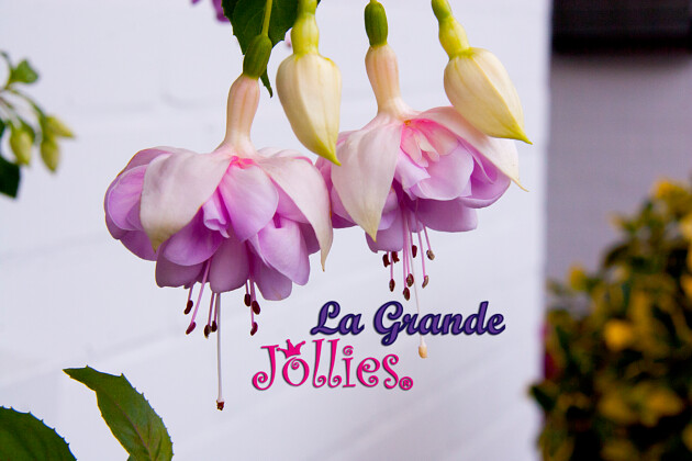 Fuchsia Jollies Melun