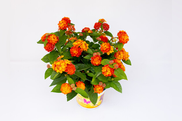 Tropic Lantana Sundowner