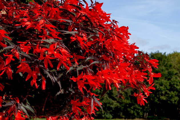Begonia Bossa Nova® Night Fever Rosso: The beauty of contrast!