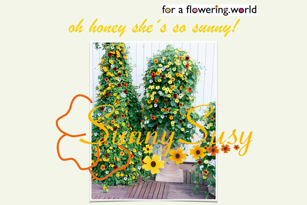 Thunbergia 'Sunny Susy'Beetractive