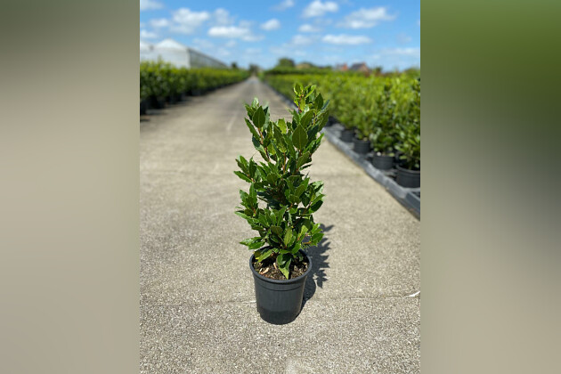 Thunbergia 'Sunny Susy'Beetractive