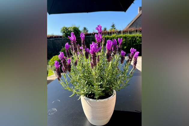 Lavandula Not Normal Pure White