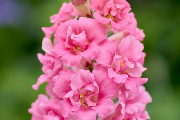 F1 Antirrhinum DoubleShot Yellow Red Heart