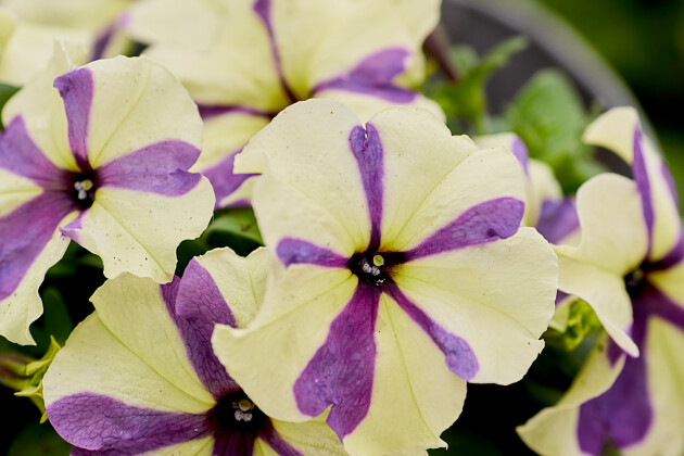 F1 Petunia multiflora Shake Raspberry