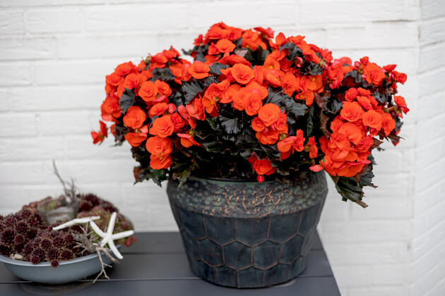 Begonia Mocca Orange ®