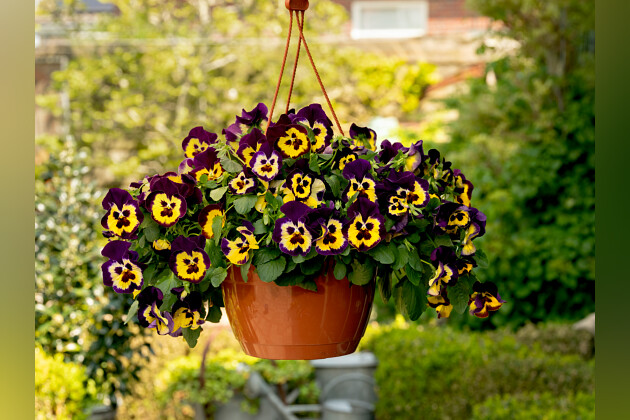 F1 Osteospermum Akila® Hawaii Sunset Mixture