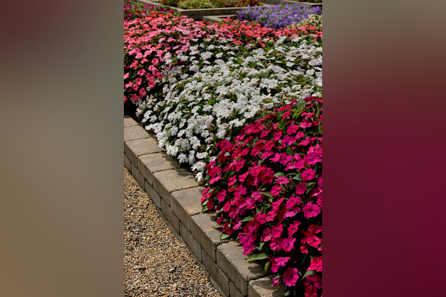 F1 Interspecific Impatiens Solarscape®