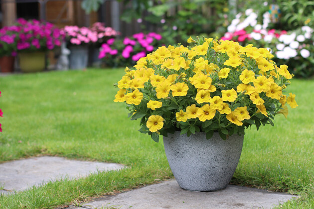 SunPatiens Compact Purple Candy Imp.