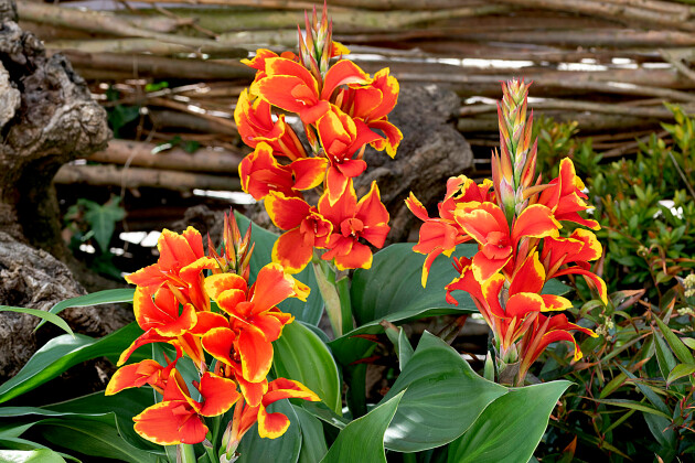 Canna x generalis `Cannova Red Golden Flame F1’