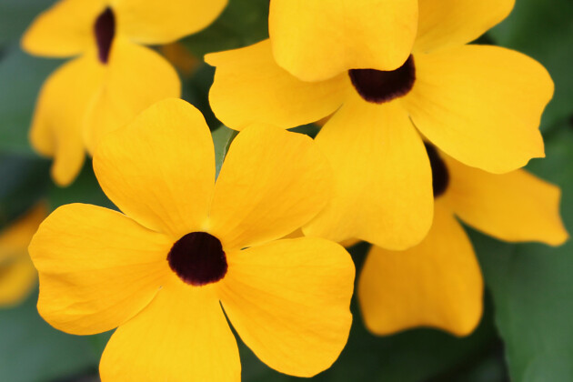 Thunbergia Sunny Susy® Gold